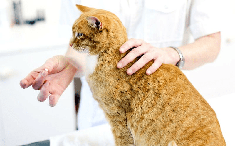 image 2 Глисты у кошки: виды, симптомы, лечение - Блог SUPERPET