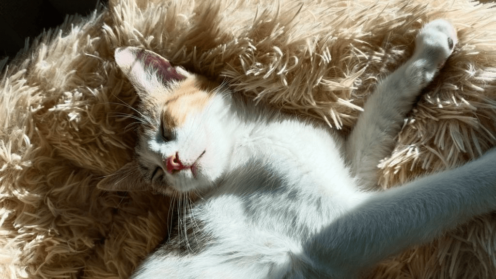 Паразиты у кошки: как бороться с блохами и клещами - Блог SUPERPET