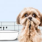 Как и чем чистить зубы собаке в домашних условиях - Блог SUPERPET