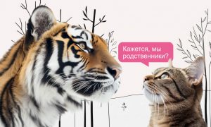 Ветеринар о корме для кошек как плотоядных хищников. Что должно быть в рационе. Что будет, если не давать мясо. - Блог SUPERPET