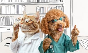 С точки зрения ветеринара - Блог SUPERPET