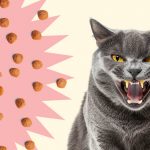 Как сухой корм влияет на зубы кошек - Блог SUPERPET