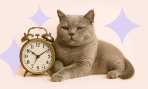 Сколько лет живут кошки, породистые и не очень - Блог SUPERPET