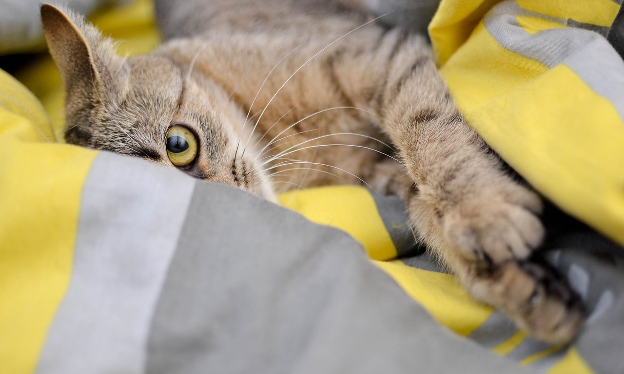 Коты после кастрации: что нужно знать о процедуре - Блог SUPERPET