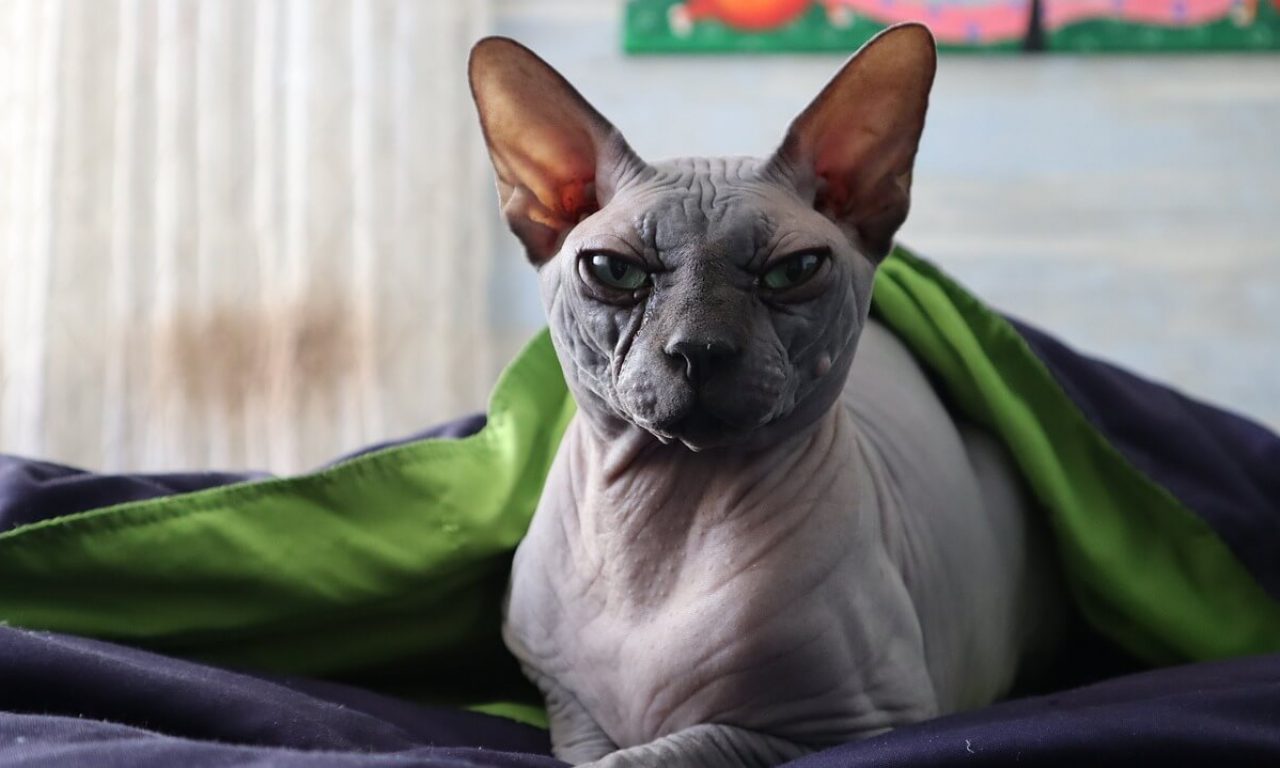 Породы кошек с большими ушами: виды, особенности - Блог SUPERPET