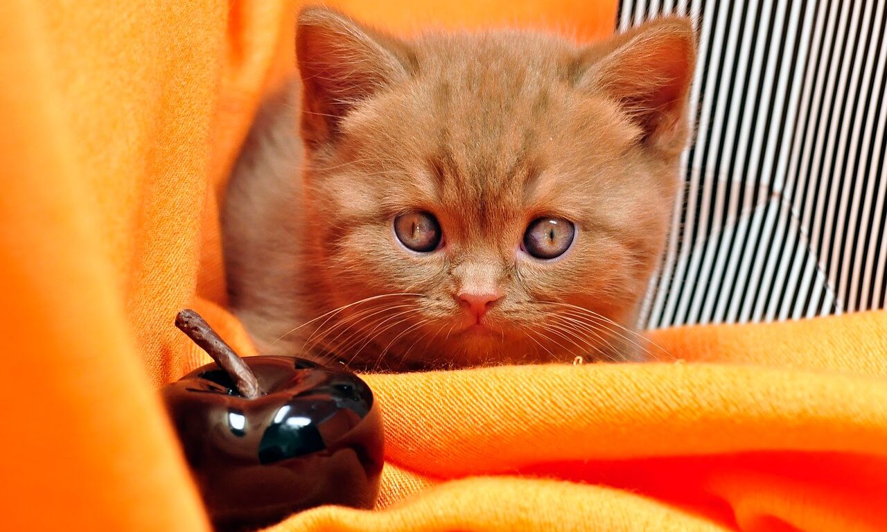 Породы рыжих кошек: особенности, названия пород, фото - Блог SUPERPET