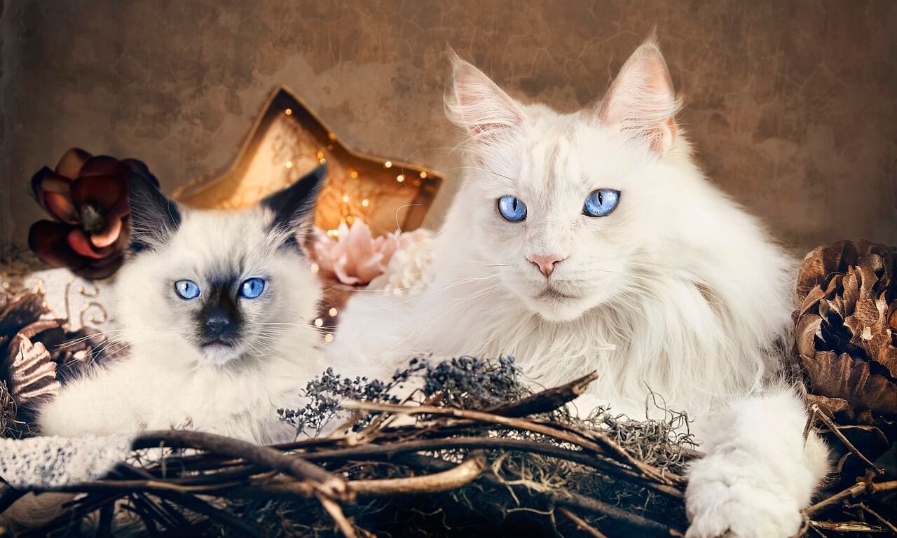 Какую породу кошек выбрать для дома - Блог SUPERPET