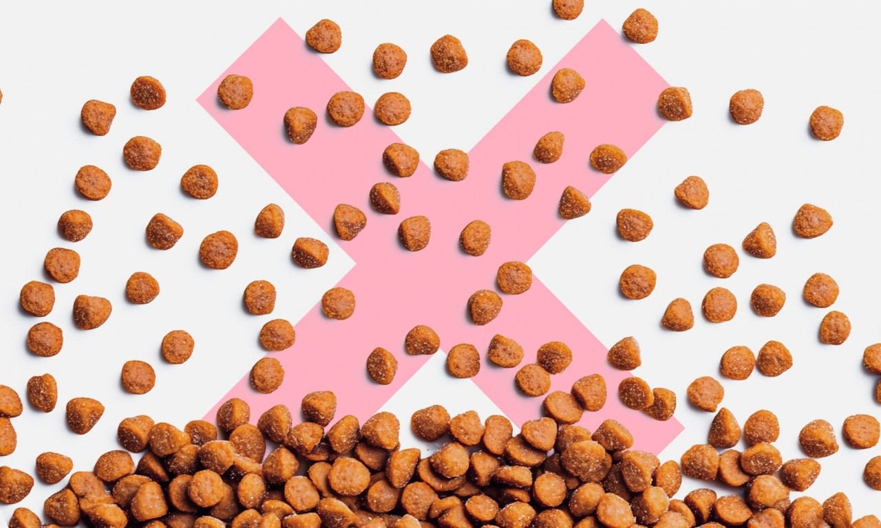 Против природы: чем опасен сухой корм - Блог SUPERPET