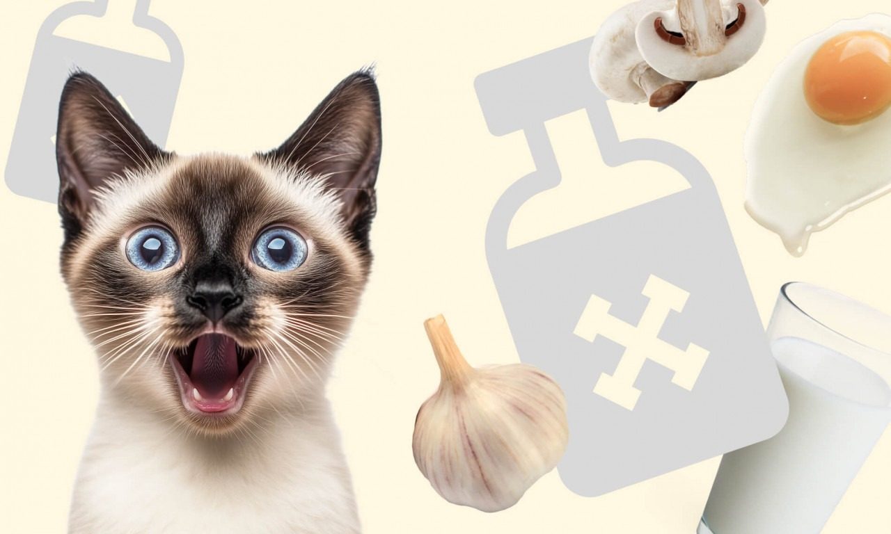 Какие продукты нельзя давать кошке - Блог SUPERPET