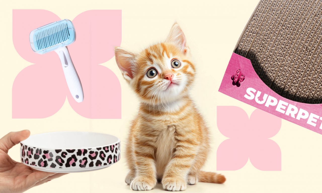 Что нужно котёнку: список вещей - Блог SUPERPET