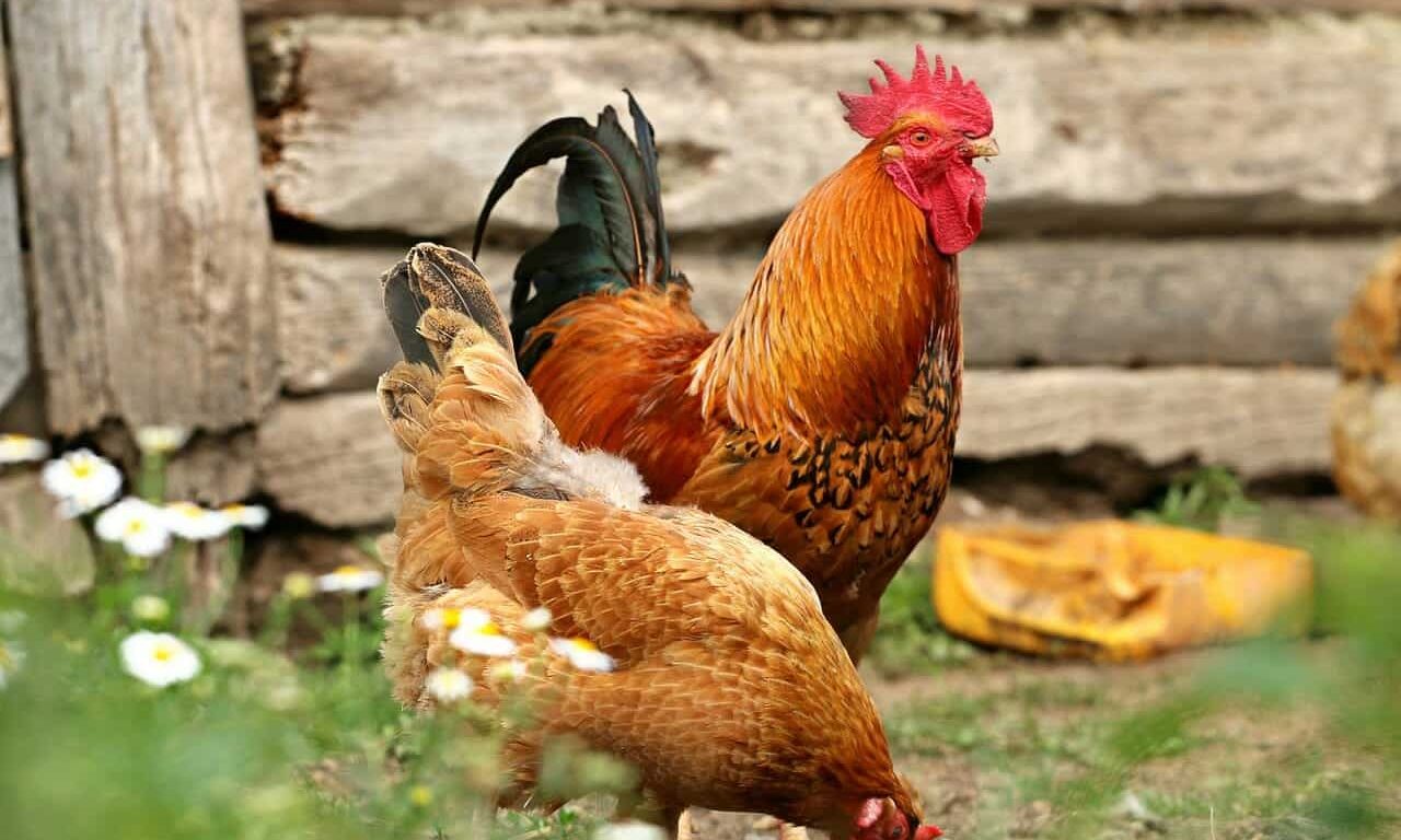Сальмонеллёз: опасно ли сырое мясо - Блог SUPERPET