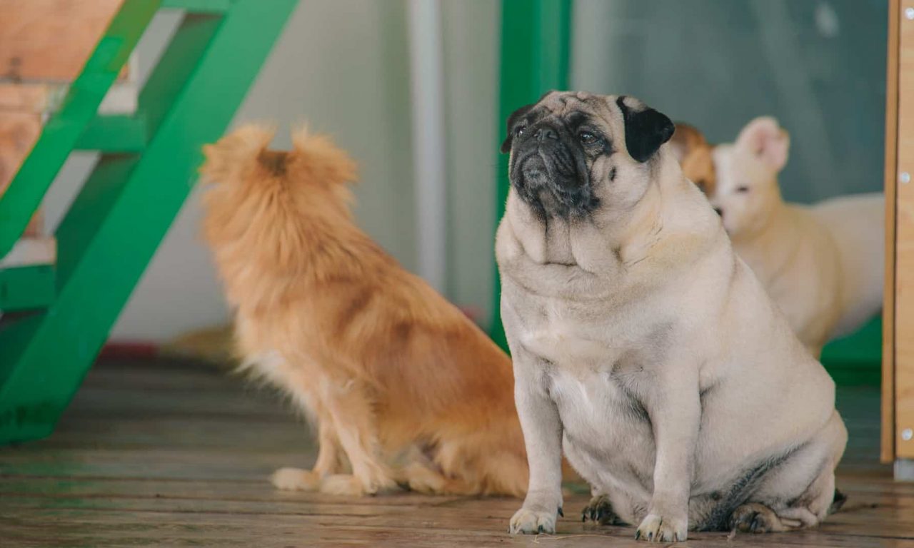 Диабет у собак: причины и лечение - Блог SUPERPET