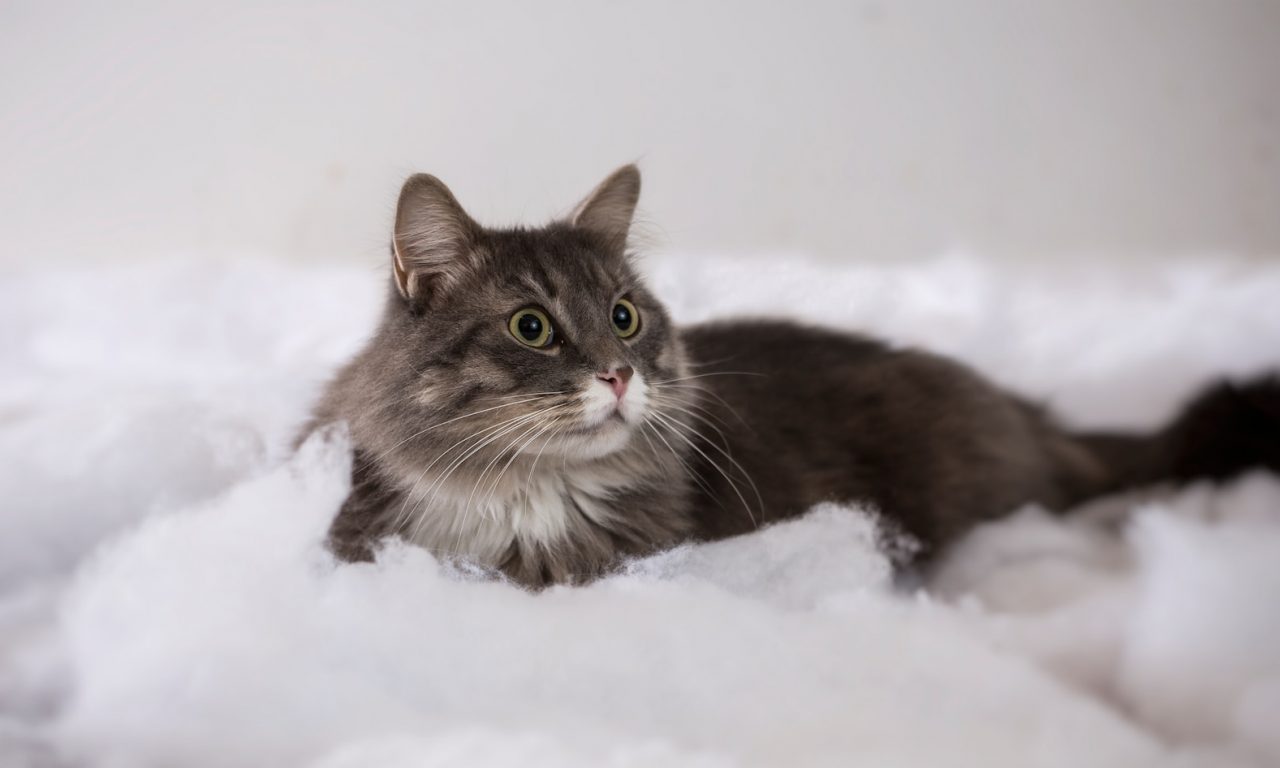 Сколько длится беременность у кошек - Блог SUPERPET