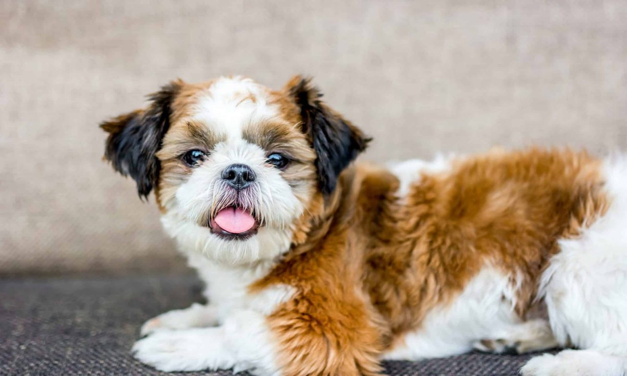 Социализация щенка: этапы и методы - Блог SUPERPET