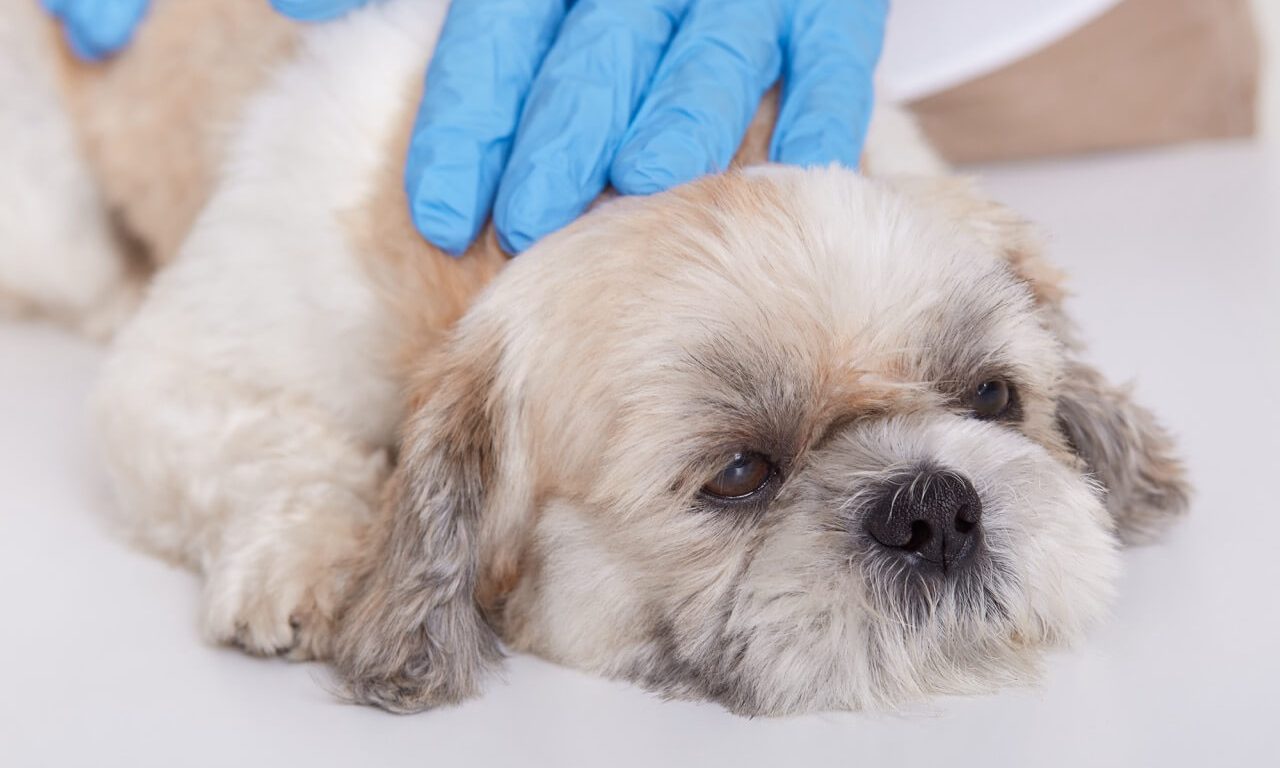 Мочекаменная болезнь у кошек и собак - Блог SUPERPET