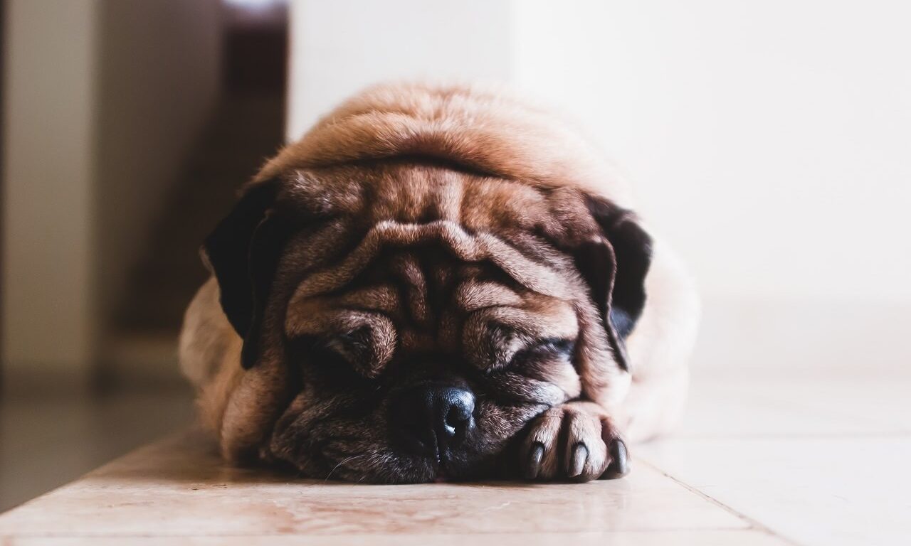 Ожирение у собаки: чем опасен лишний вес и как с ним бороться - Блог SUPERPET
