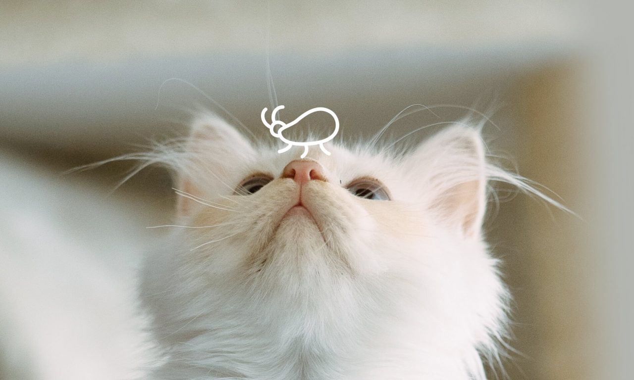 Как избавить котёнка от блох? - Блог SUPERPET