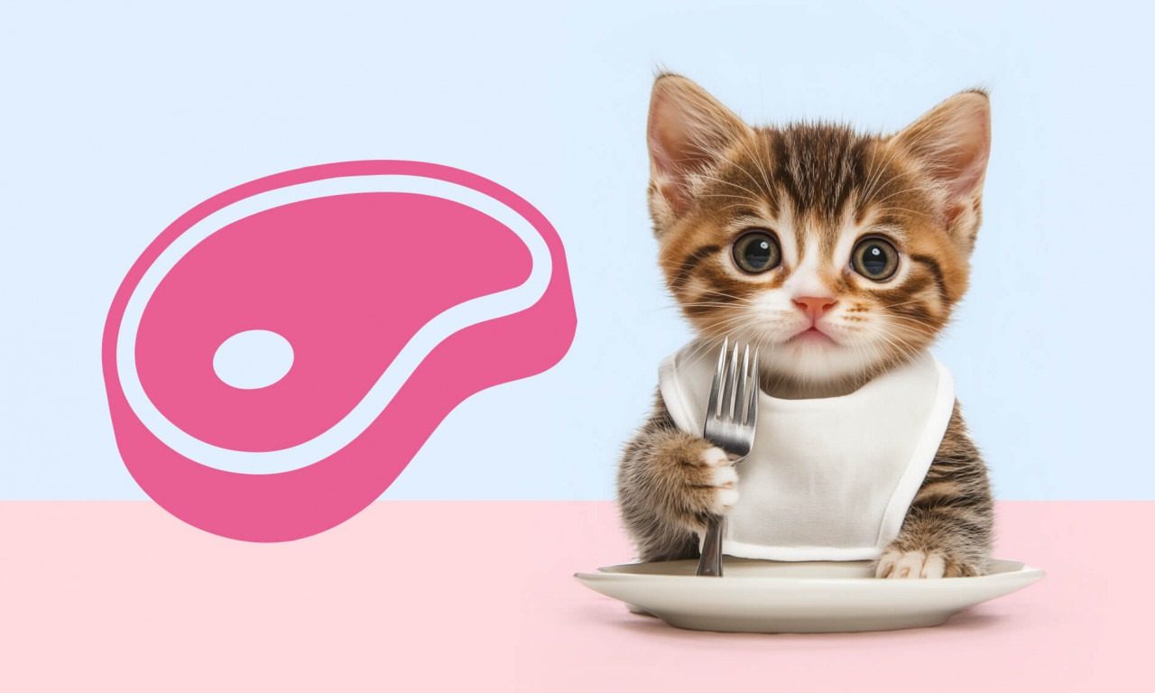 Как кормить котёнка правильно? - Блог SUPERPET