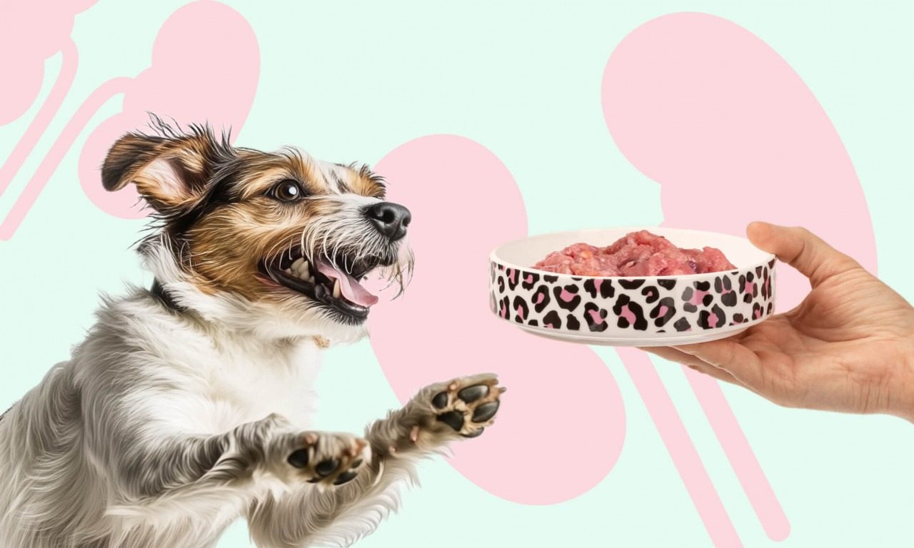 Как кормить собак с почечной недостаточностью - Блог SUPERPET