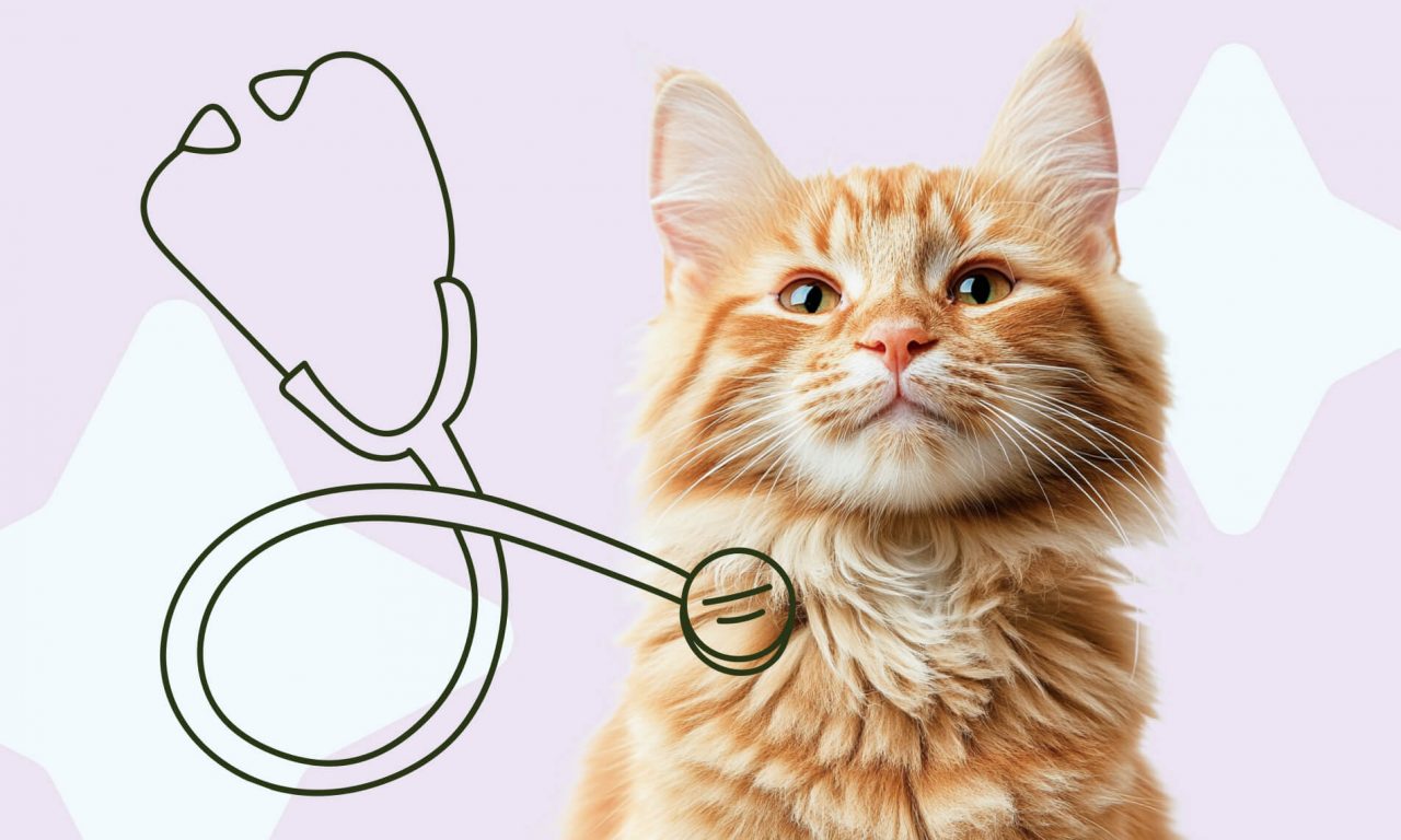 Как подготовить кошку к медицинским исследованиям - Блог SUPERPET
