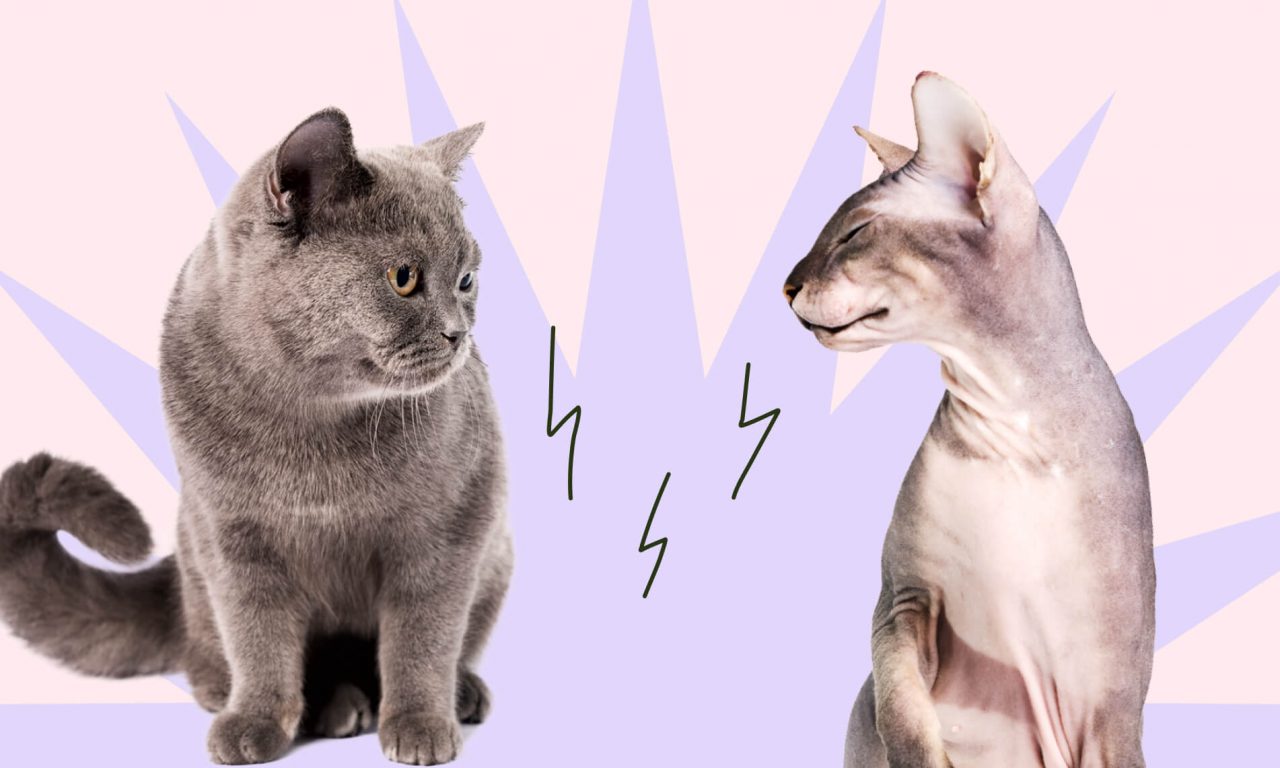 Как подружить кошек: полное руководство - Блог SUPERPET