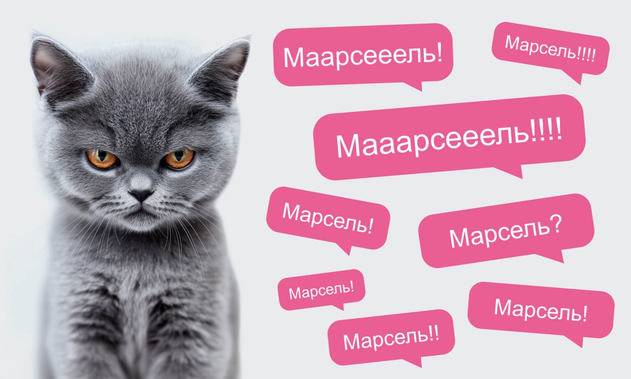 Как назвать котёнка и приучить его к имени - Блог SUPERPET