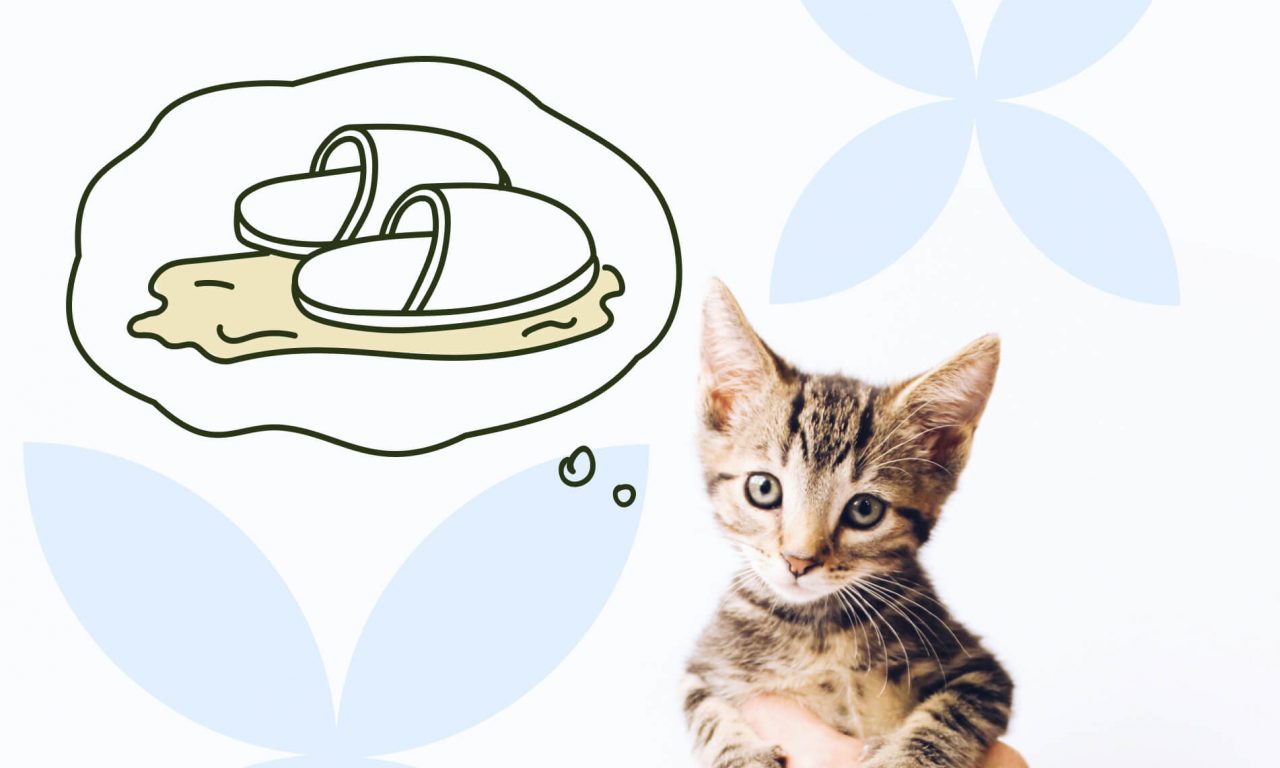 Как приучить котёнка к лотку - Блог SUPERPET