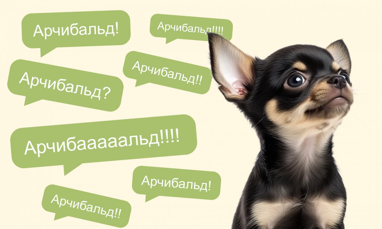 Как назвать щенка и приучить его к имени - Блог SUPERPET