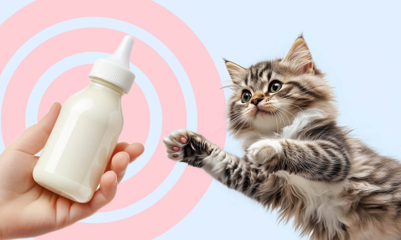 Как выкормить котёнка - Блог SUPERPET