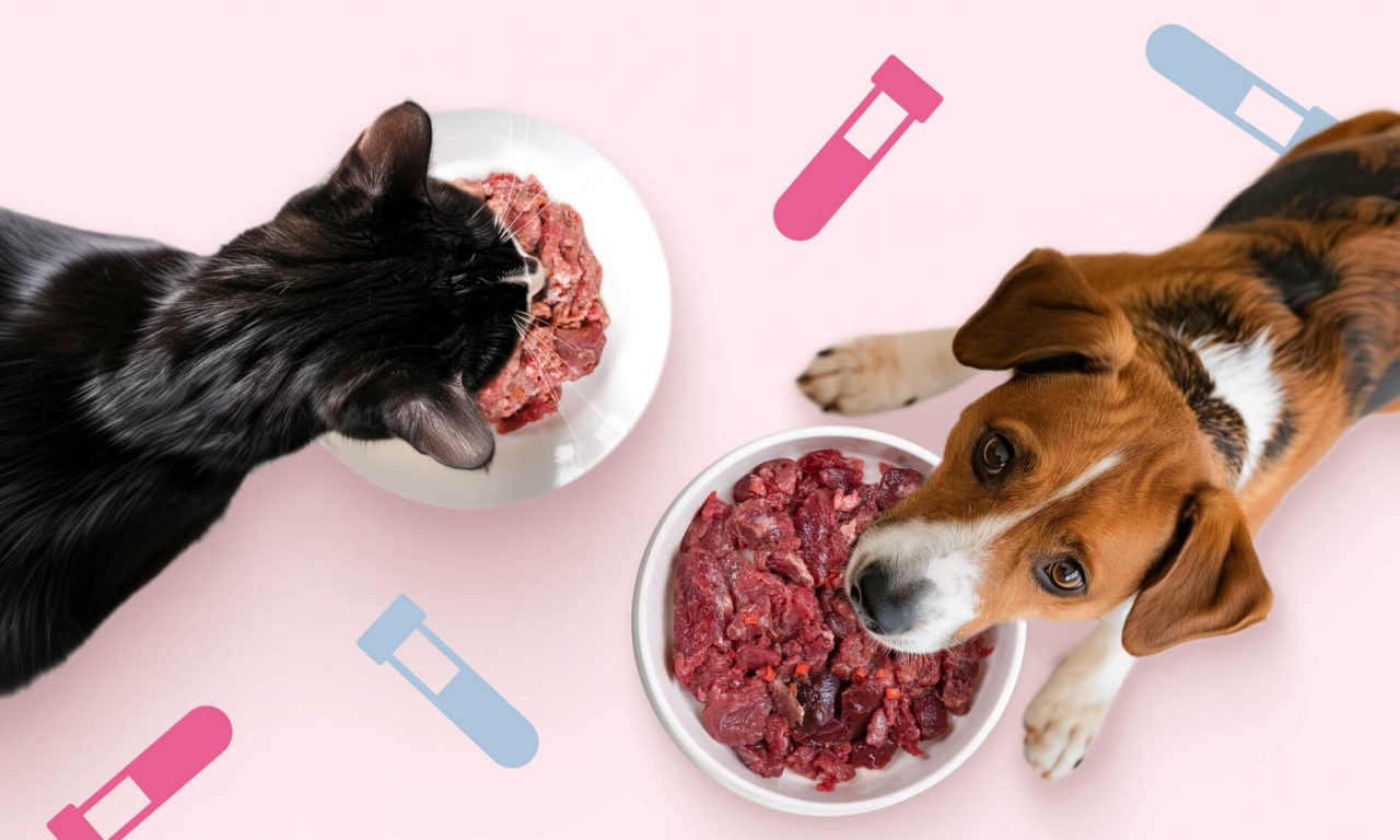 Какие анализы сдать на натуральном питании - Блог SUPERPET