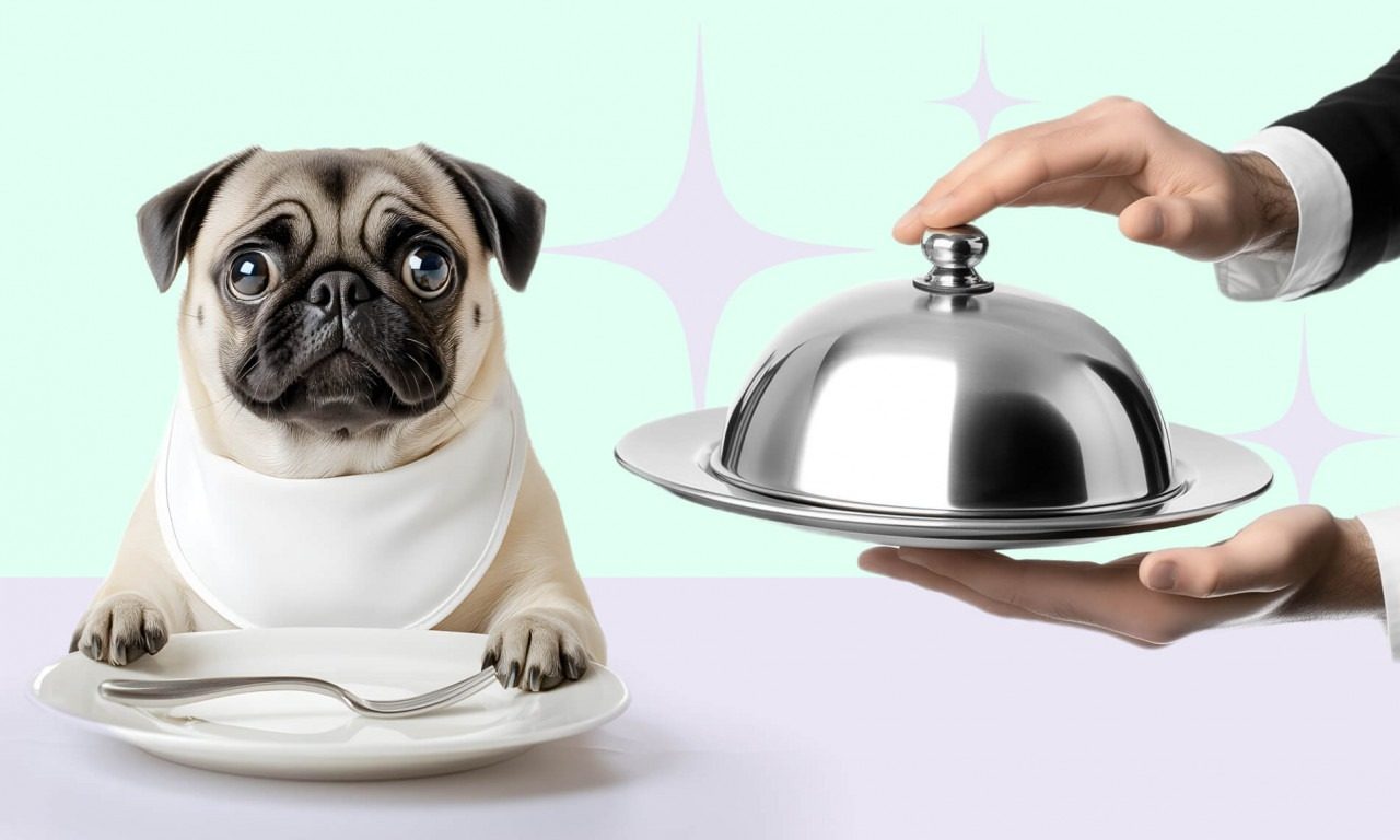 Какой корм выбрать для собаки - Блог SUPERPET