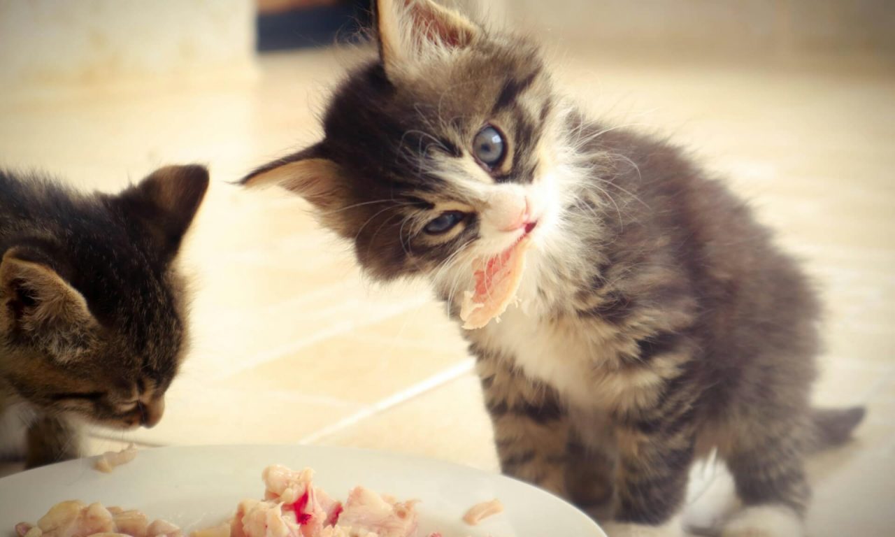 Что влияет на иммунитет кошек и собак - Блог SUPERPET