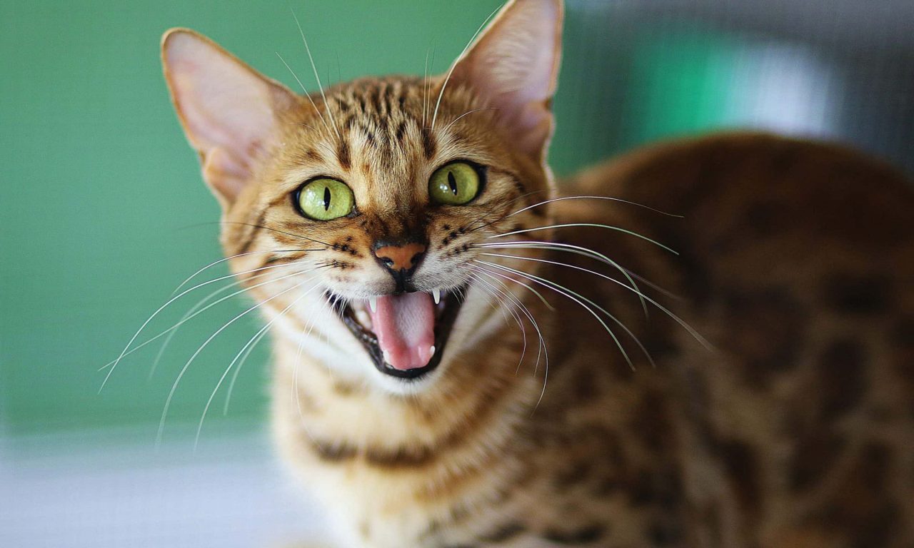 Зубы у котят: когда появляются и как меняются - Блог SUPERPET