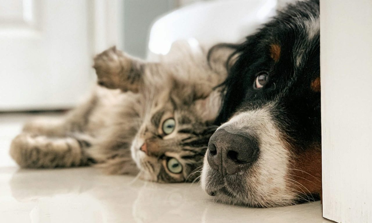 Гипертермия у животных - Блог SUPERPET