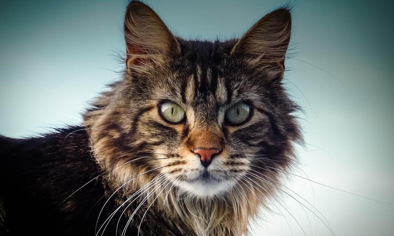 Зачем кошкам усы - Блог SUPERPET