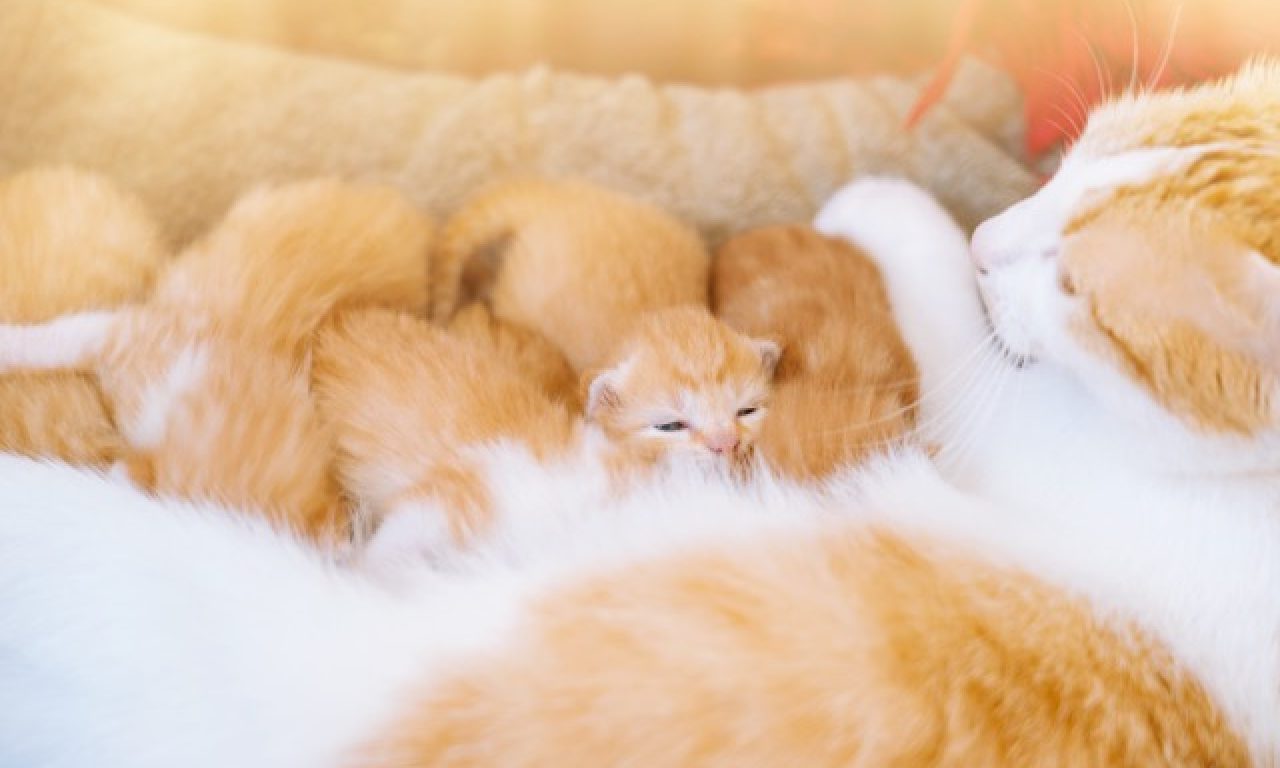 Уход за кошкой во время беременности и подготовка к родам - Блог SUPERPET