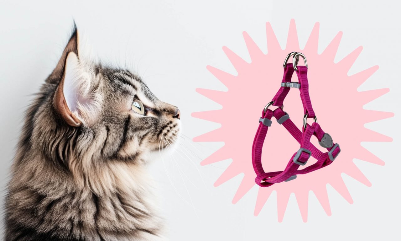 Нужно ли гулять с кошкой - Блог SUPERPET