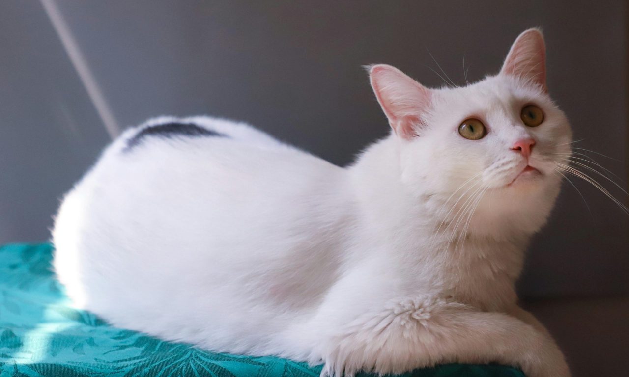 Мочекаменная болезнь у котов: что это и как лечить - Блог SUPERPET