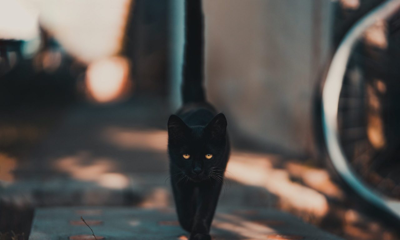 Что делать, если кошка просится на улицу - Блог SUPERPET