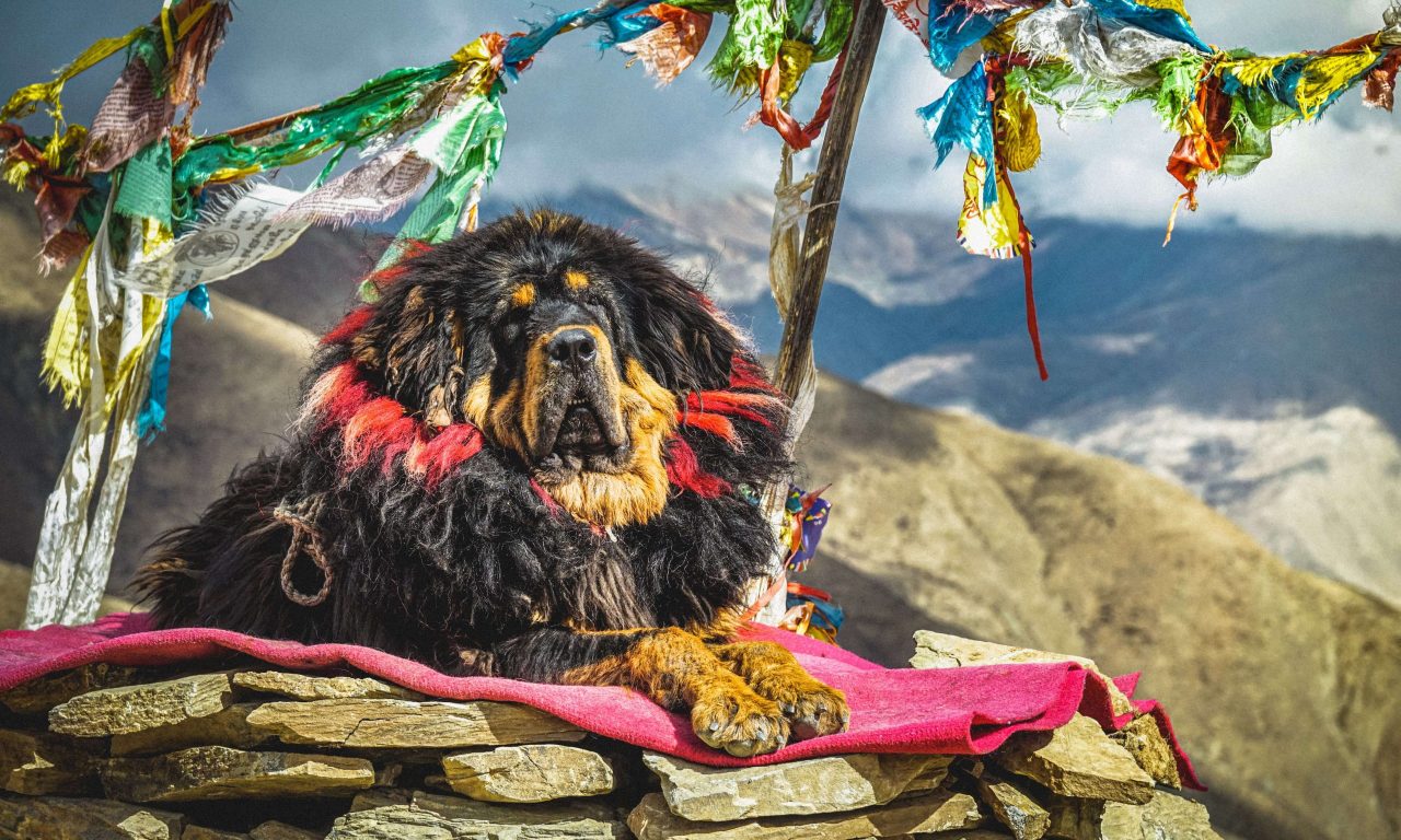 Какие породы собак самые крупные - Блог SUPERPET
