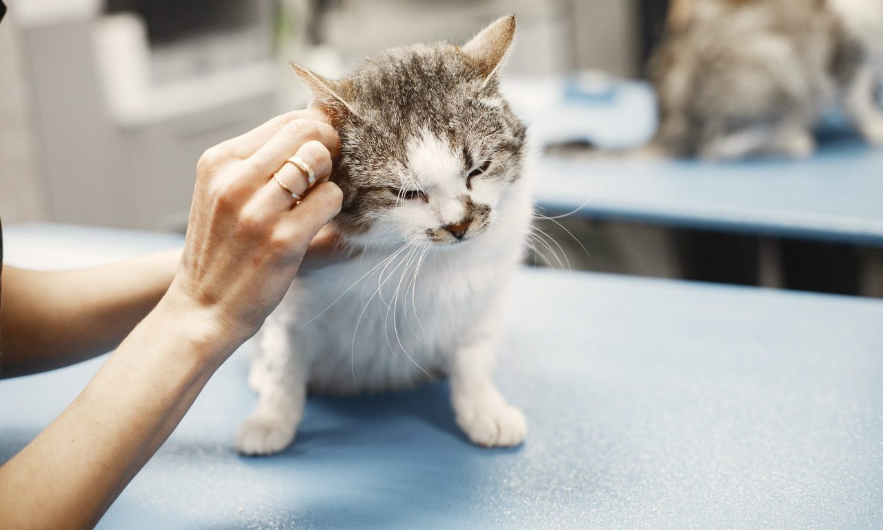 Лишай у кошек: особенности, методы лечения - Блог SUPERPET