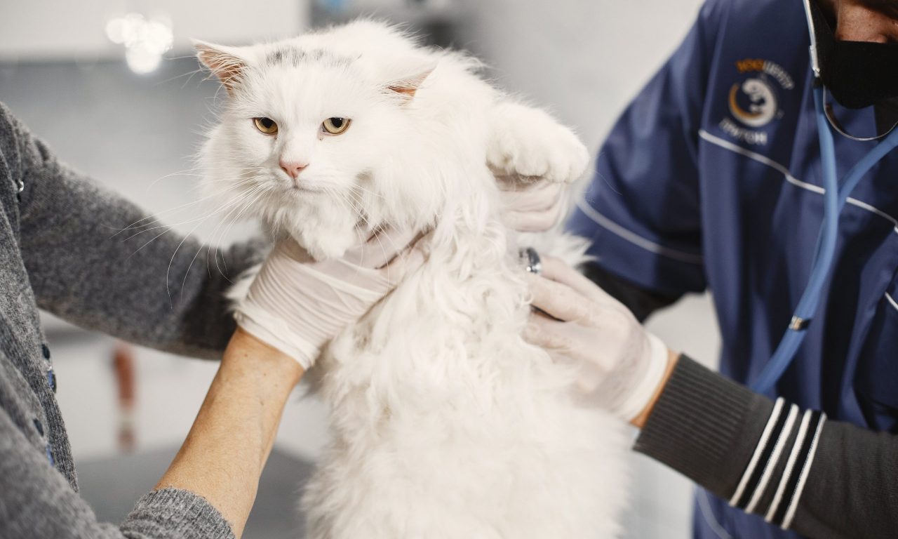 Чипирование кошек: зачем оно нужно и как проводится - Блог SUPERPET