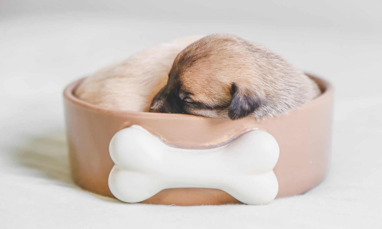 Как приучить щенка к туалету - Блог SUPERPET