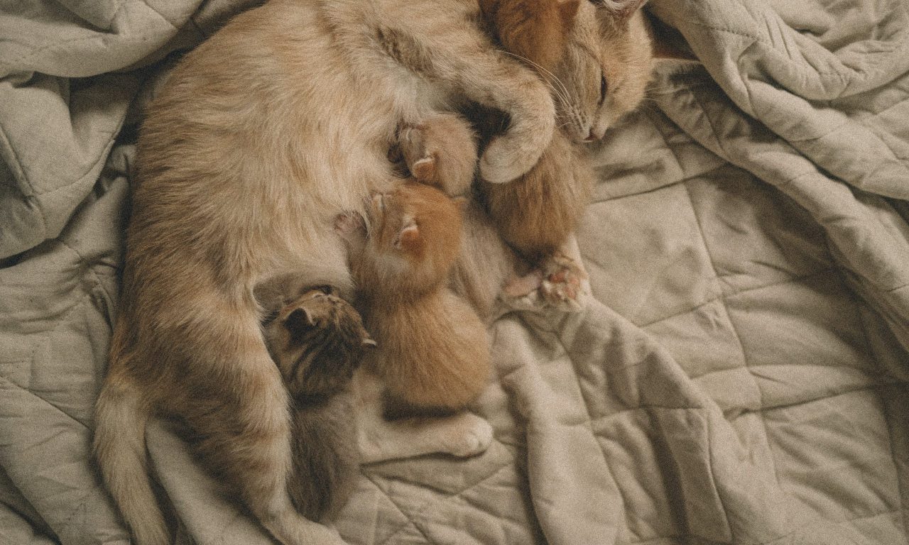 Роды у кошки: как помочь любимице стать мамой - Блог SUPERPET