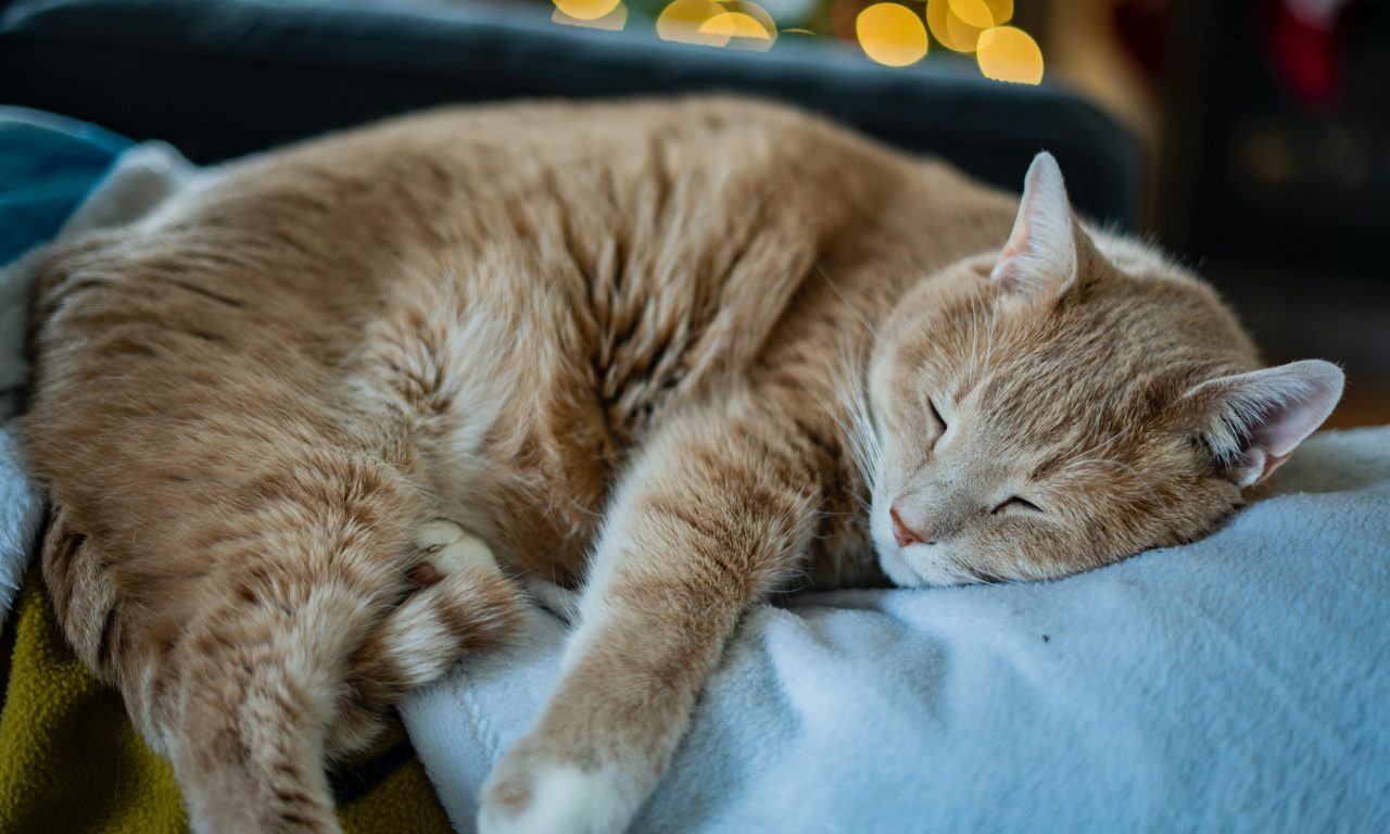 Почему кошки отказываются есть - Блог SUPERPET