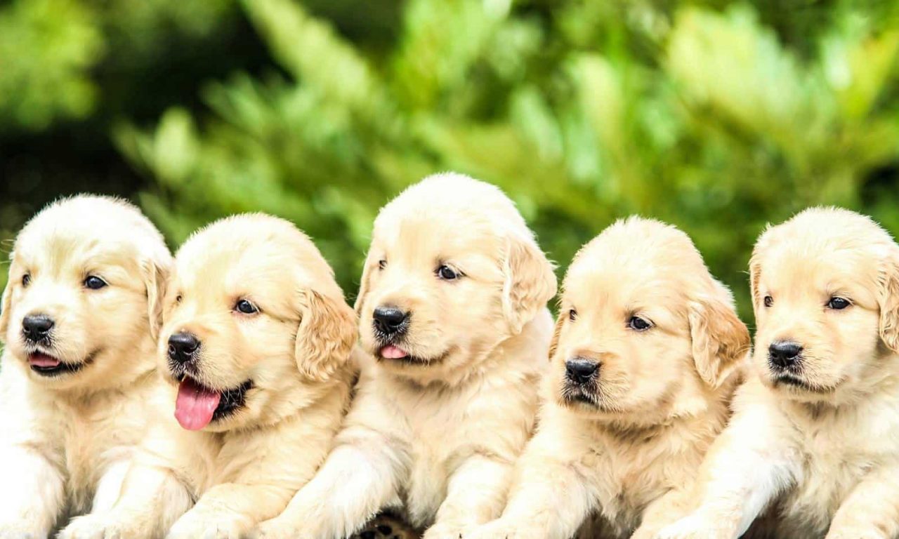 Как определить пол щенка - Блог SUPERPET