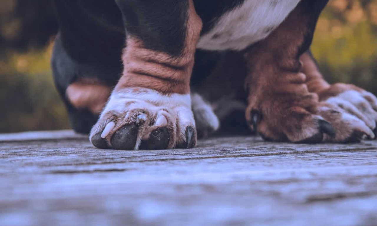 Как стричь когти собаке - Блог SUPERPET