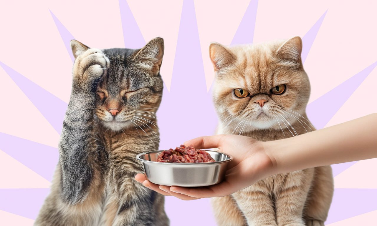 Почему кошка перестала есть привычный корм - Блог SUPERPET