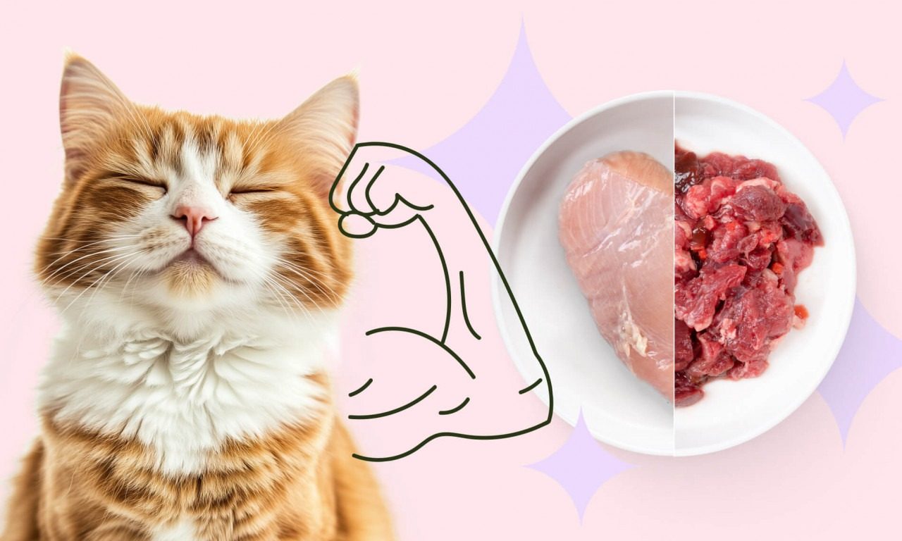 Сбалансированный рацион для кошки - Блог SUPERPET