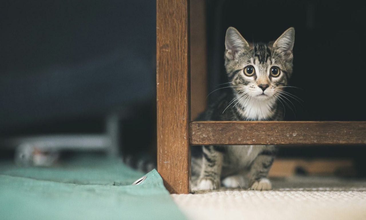 Стерилизация и кастрация котёнка - Блог SUPERPET